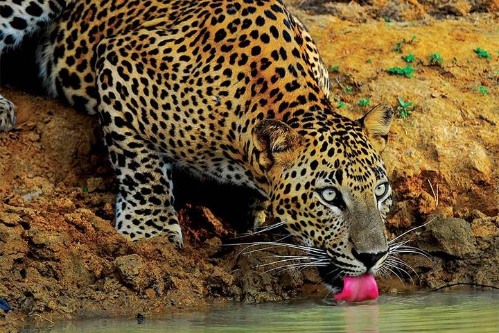 Yala Wild Adventure Safari - Photo 1 of 4